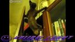 The best of 2016 Funny Parkour cats!NEW!! Epic Funny Cats - Cute Cats Compilation 2013!