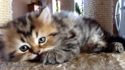 The best of 2016 Tiny sister conquers Big Brother - Kitten Panda vs. Cat Rocky