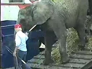 Whips, Lies, and Videotape