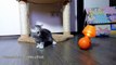The best of 2016 Cute Kittens confused by lamp, But Mom Cat not - Funny Cats