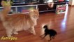 The best of 2016 Cat Is Very Patient With This Dog!! ★ funny cats, cute cats, cute kitten, crazy cats, hilarious cats