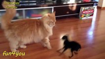 The best of 2016 Cat Is Very Patient With This Dog!! ★ funny cats, cute cats, cute kitten, crazy cats, hilarious cats