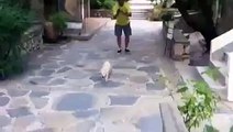 excitement of dog when dog see a baby