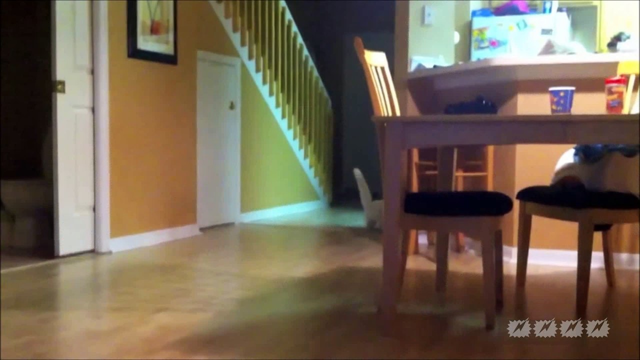 chats fous drôles         .....   Funny Crazy Angry Cats