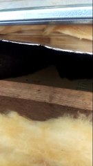 Possum Control in Melbourne by Protech Pest Control