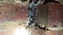 Termite Inspection by professional Protech Pest Control