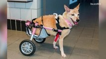 Dog who had legs cut off makes incredible recovery with new wheelchair