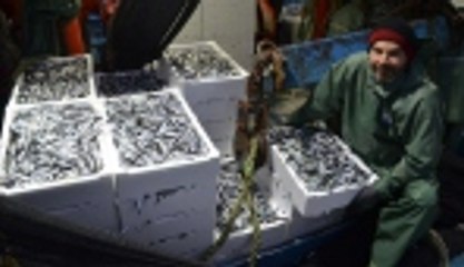 Balıkçıların hamsi sevinci