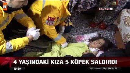 Kağıthane'de köpek dehşeti - atv Ana Haber (En Acayip Videolar)