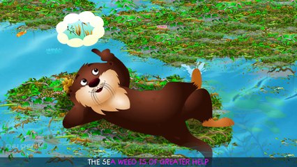 Sea Otter Nursery Rhyme ¦ ChuChuTV Sea World ¦ Animal Songs For Children