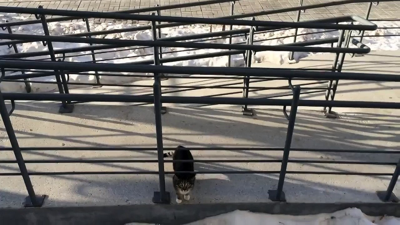 Кот домой пришел