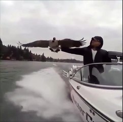 Уставшая птица решила прокатиться на лодке