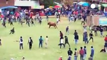 گاوهای خشمگین در پرو هشت نفر را مجروح کردند