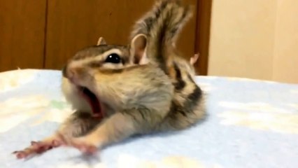 Утро бурундука