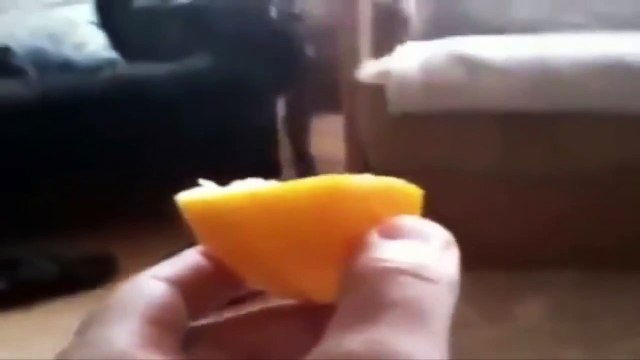 Funny Animals-BEST FUNNY ANIMALS TRY NOT TO LAUGH - Dog eats lemon