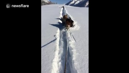 Horses struggle through snow as DEEP as their heads