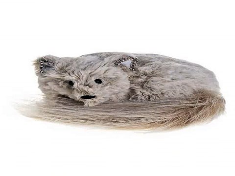 Отличный подарок на все случаи жизни - Украшение для интерьера Песец с пушистым хвостом в г. Белгород