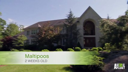 What's Wrong Millie - Too Cute!