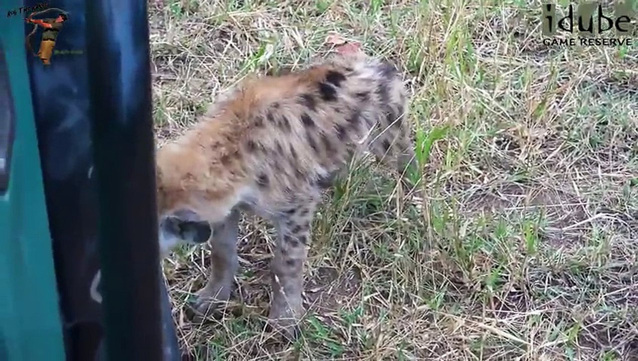 Fun At The Hyena Den (4K Video)