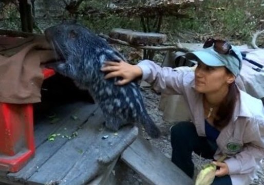 Giant Rodent Befriends Sanctuary Volunteer