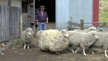 Sheila the Sheep with 48 Pounds of Fleece Gets a Shave