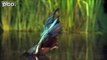 Amazing Kingfisher bird fishing. Insane technic