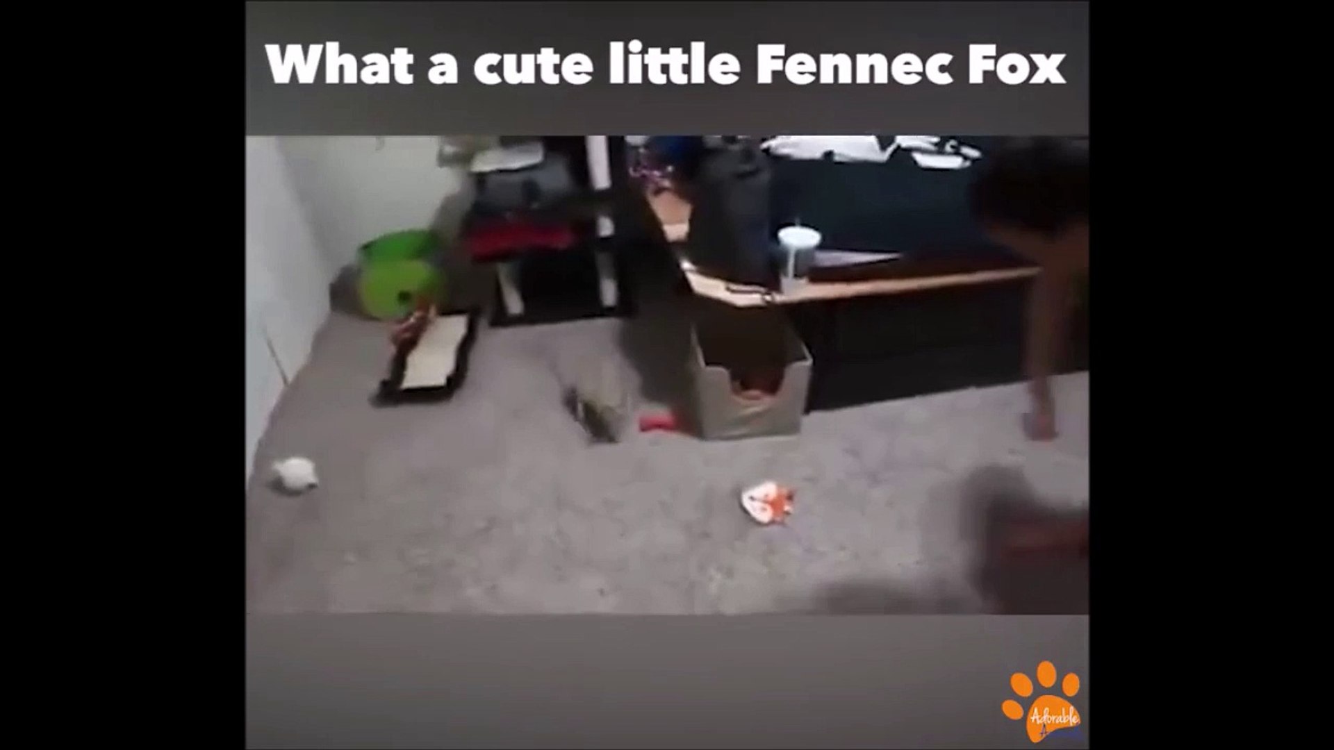 Un Bebe Fennec Trop Mignon Video Dailymotion