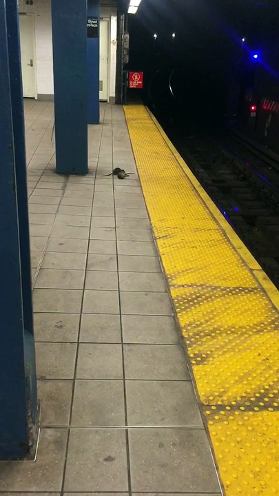 Un rat cannibale mange un autre rat  New York