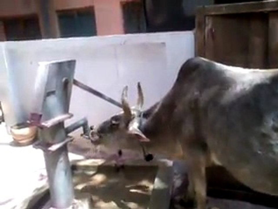 Intelligent Cow