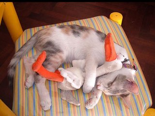 Les animaux les plus drôles du Web