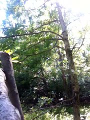 110% REAL BIGFOOT FOOTAGE