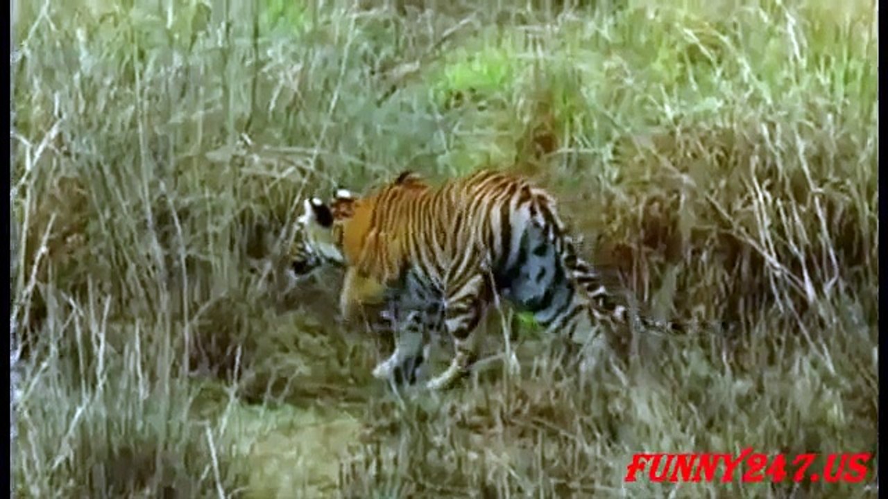 Tiger attack Deer to die - King Forest ☆ Animals Attack