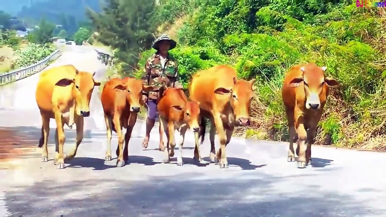 con bò vui nhộn - nhạc thiếu nhi remix 2015. [HD]