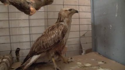 Yaralı Şahinler Tedavi Ediliyorı