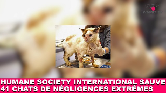 Humane Society International sauve 41 chats de situations de négligences extrêmes ! Maintenant dans la minute chat #90