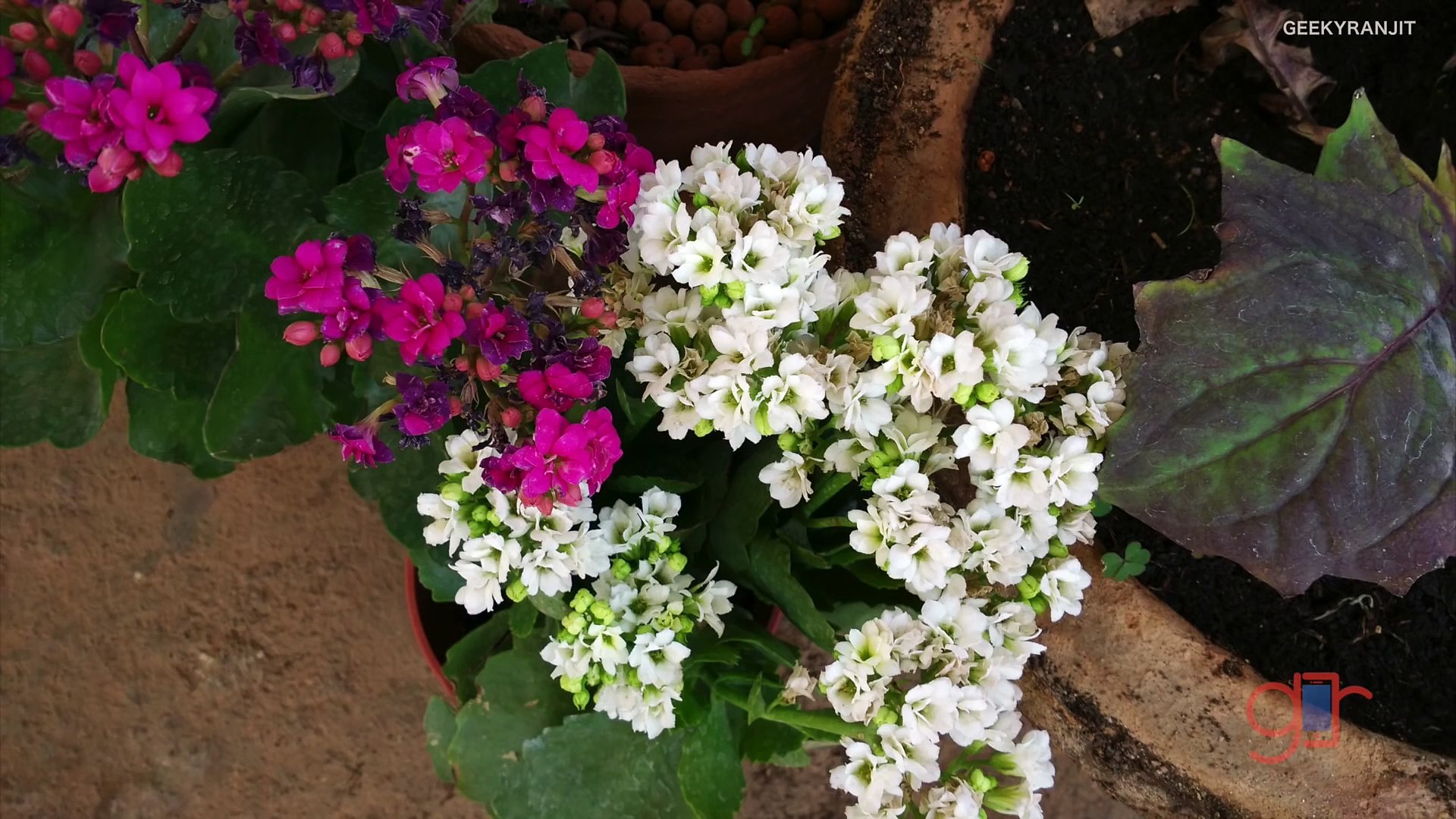 Xiaomi Mi4 Smartphone Review with Pros