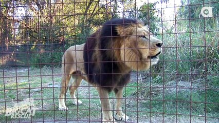 10 Reason To Avoid The Circus And Visit Big Cat Rescue