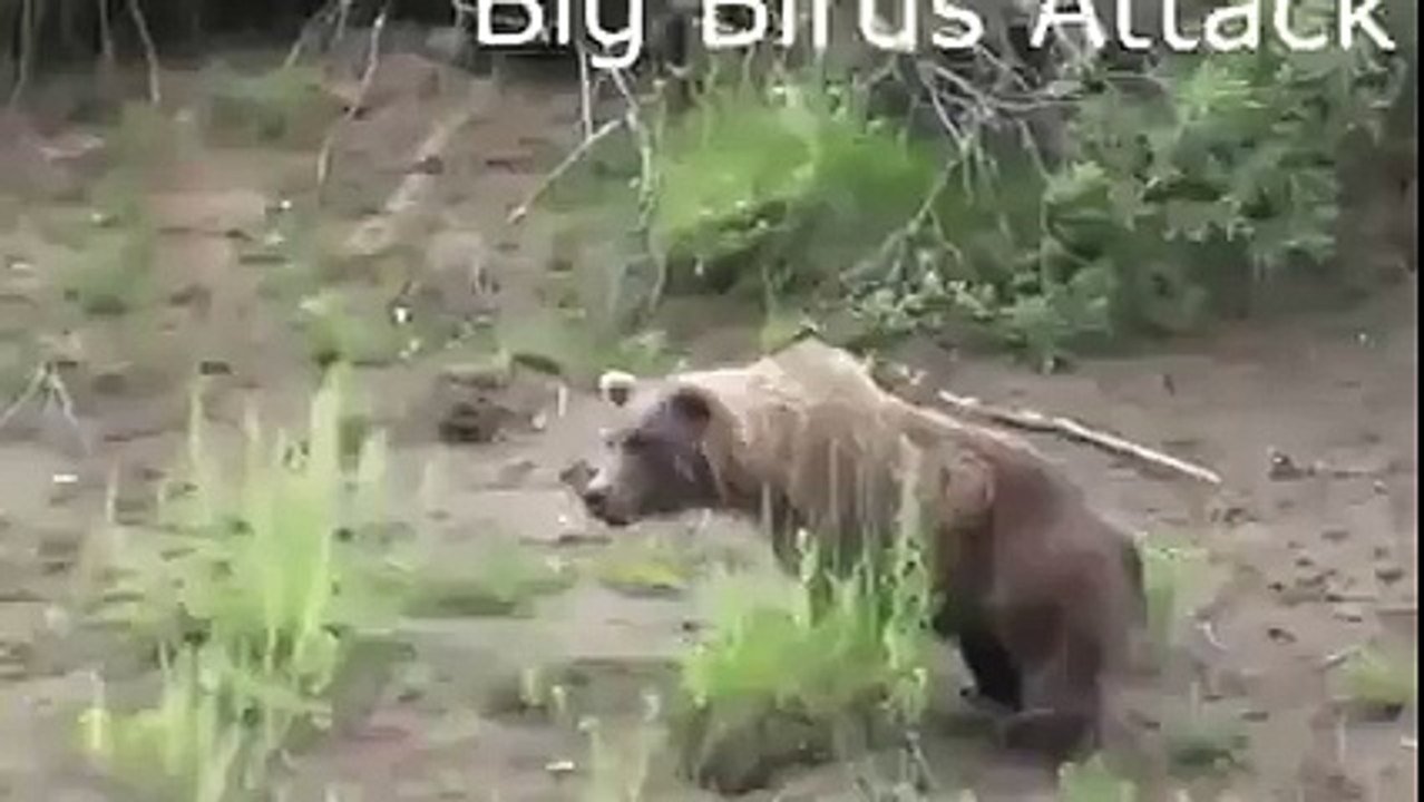 Facebook funny video