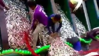 Raining Fish! Lucky fishermen gets loads of fishes