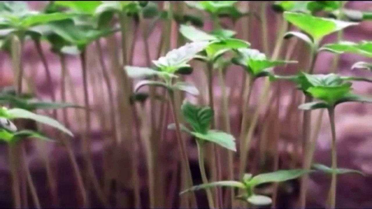 The Funky Snow Monkeys EP - Mary- Music video