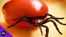 Vegetarian Spiders & Lesbian Lizards! 5 Weird Animal Facts- EP. 37