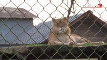 Quel avenir pour les 300 animaux du zoo d'Attilly mis en liquidation judiciaire ?