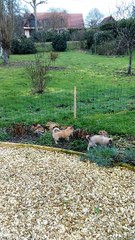 2 bébés chihuahua  dans le jardin