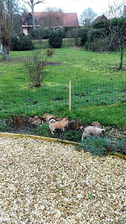 2 bébés chihuahua  dans le jardin