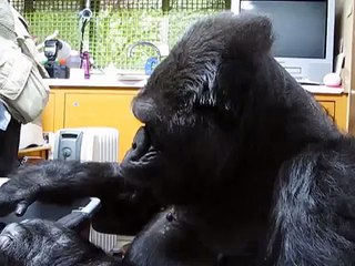 This Gorilla Has His First Encounter With A Kitten