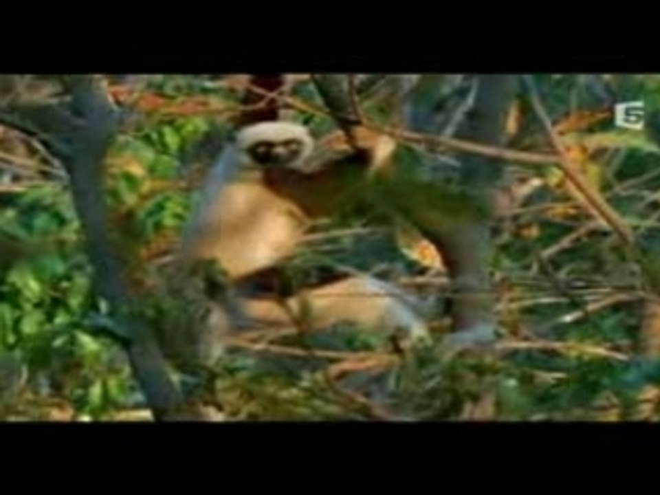 Madagascar documentaire