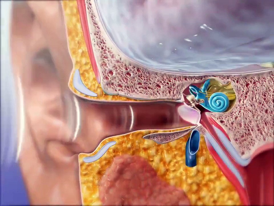 How Ear Works