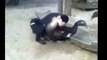 funny animals video clips, funny animals are the most funny to watch and enjoy great laugh