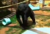 Koko- the Gorilla Cries Over the Loss of a Kitten