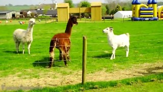 Funny and Cute Llama Compilation